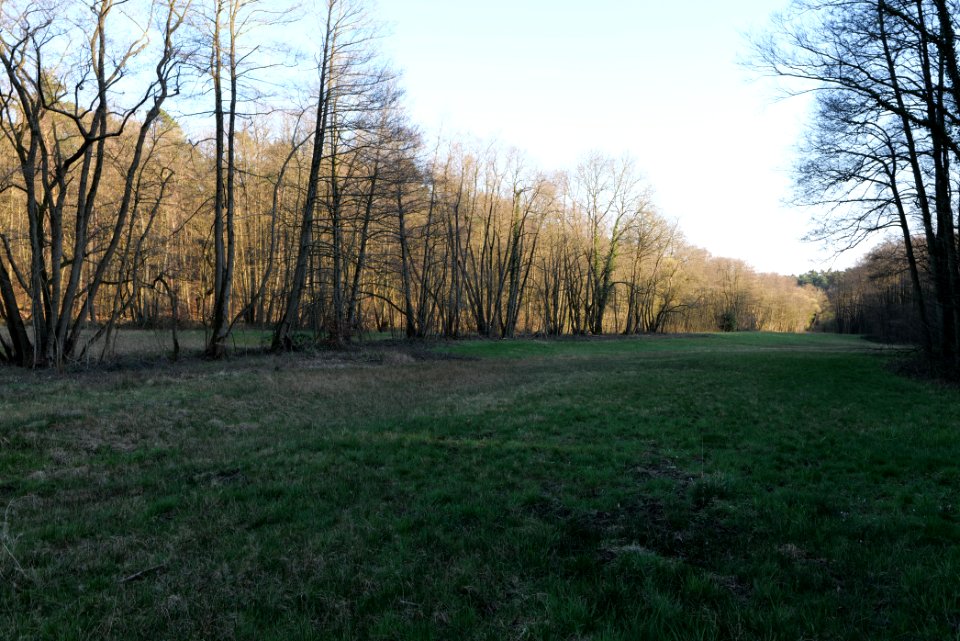 Meadows at Waldwiesenbach Oberhöchstadt 2020-03-25 04