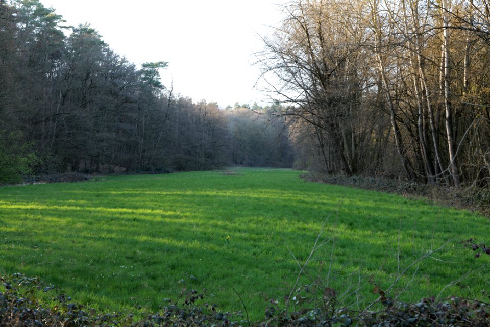Meadows at Waldwiesenbach Oberhöchstadt 2020-03-25 21