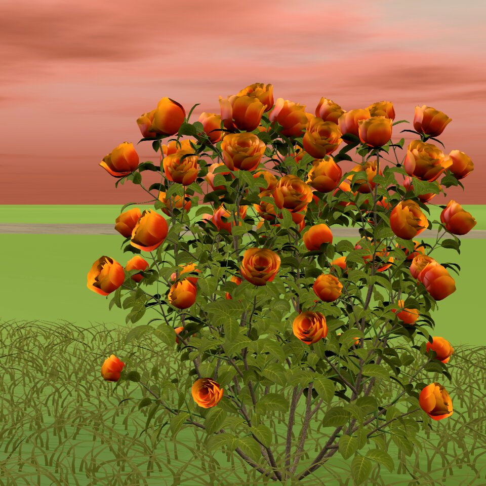 Red blossom bloom