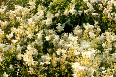 Meadowsweet in Öhed 1