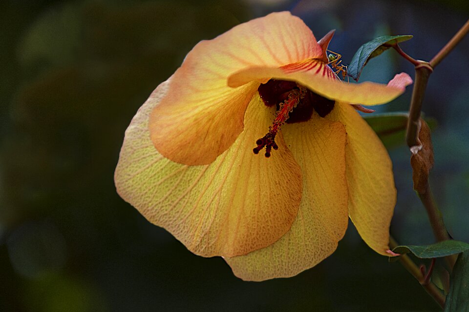 Wild hibiscus in bush