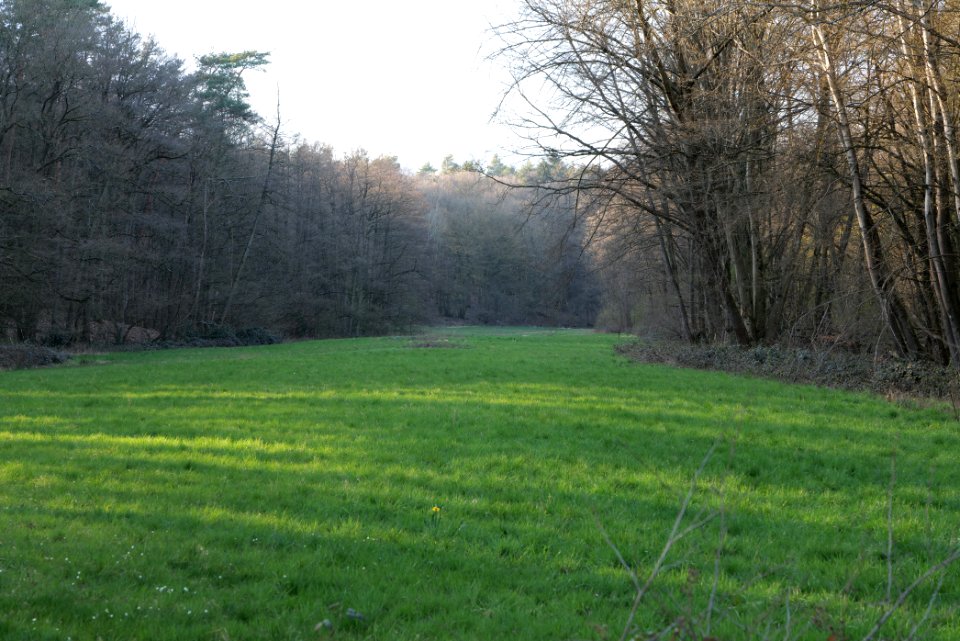 Meadows at Waldwiesenbach Oberhöchstadt 2020-03-25 19