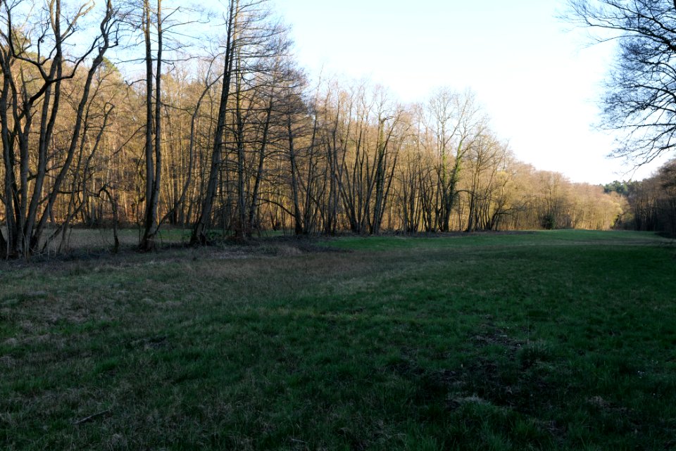 Meadows at Waldwiesenbach Oberhöchstadt 2020-03-25 05
