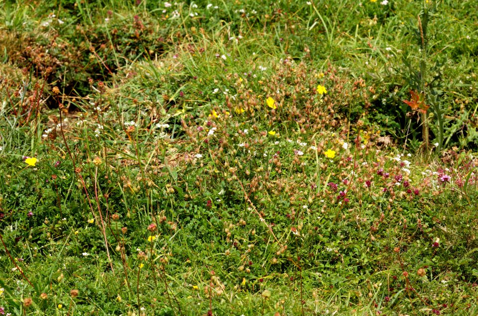 Meadow-Ridgeway-20060629-008