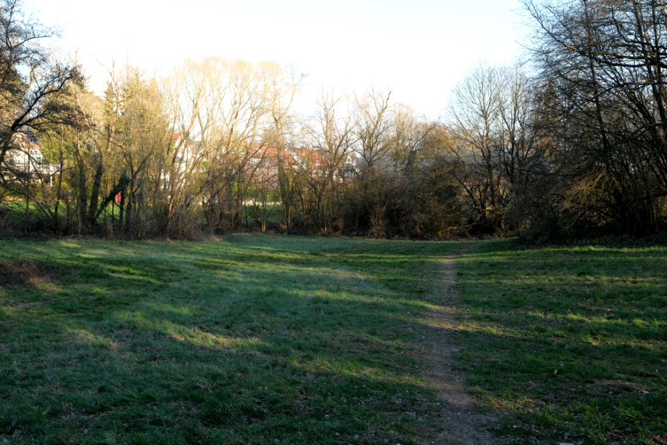 Meadows at Waldwiesenbach Oberhöchstadt 2020-03-25 18