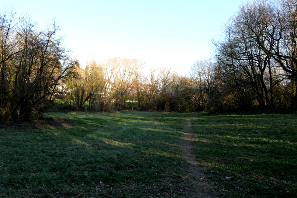 Meadows at Waldwiesenbach Oberhöchstadt 2020-03-25 17