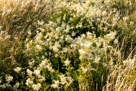Meadowsweet and dry grass in Öhed