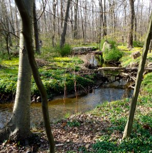 Meandering stream in Loantaka Brook Reservation in NJ