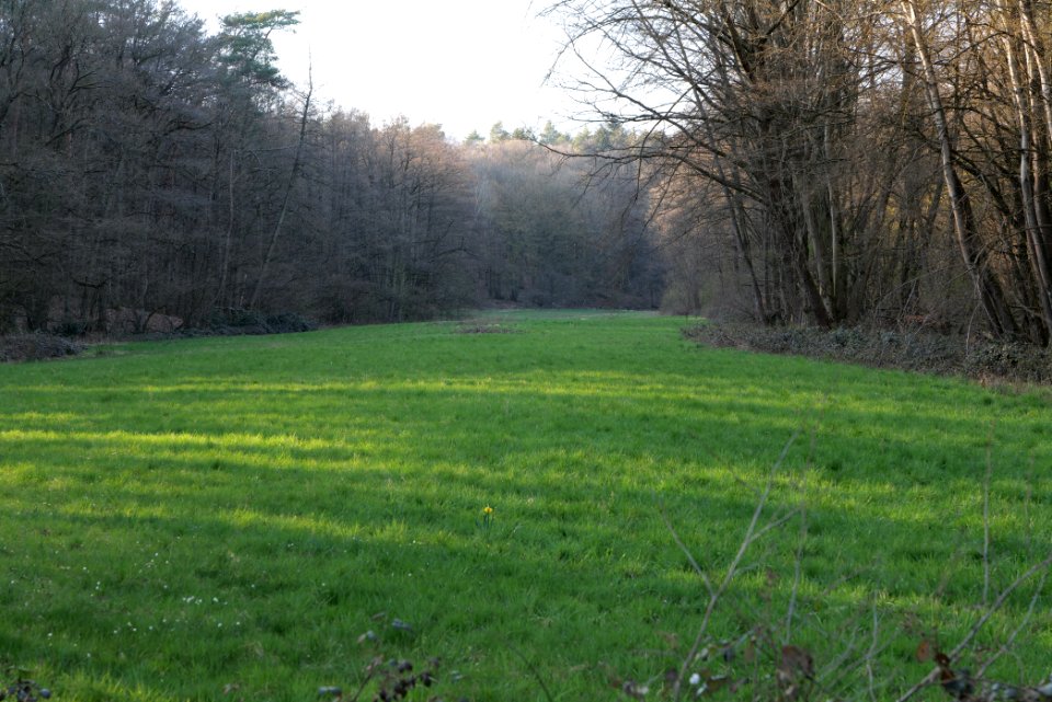 Meadows at Waldwiesenbach Oberhöchstadt 2020-03-25 20