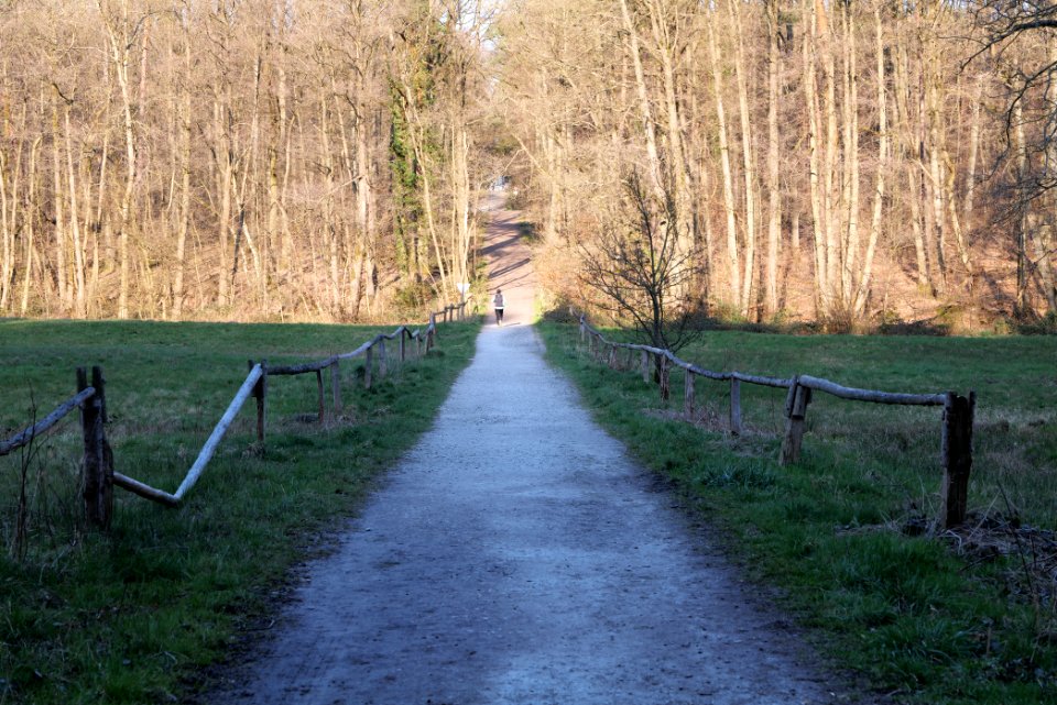 Meadows at Waldwiesenbach Oberhöchstadt 2020-03-25 06