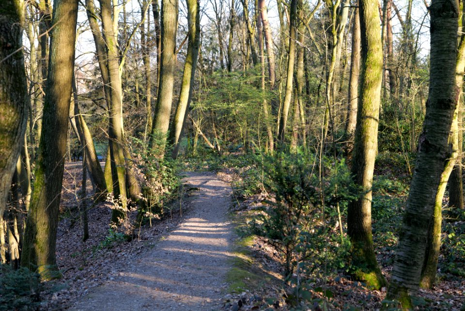 Meadows at Waldwiesenbach Oberhöchstadt 2020-03-25 16