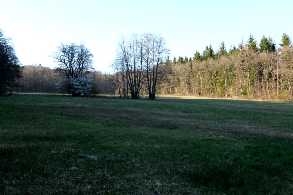 Meadows at Waldwiesenbach Oberhöchstadt 2020-03-25 03