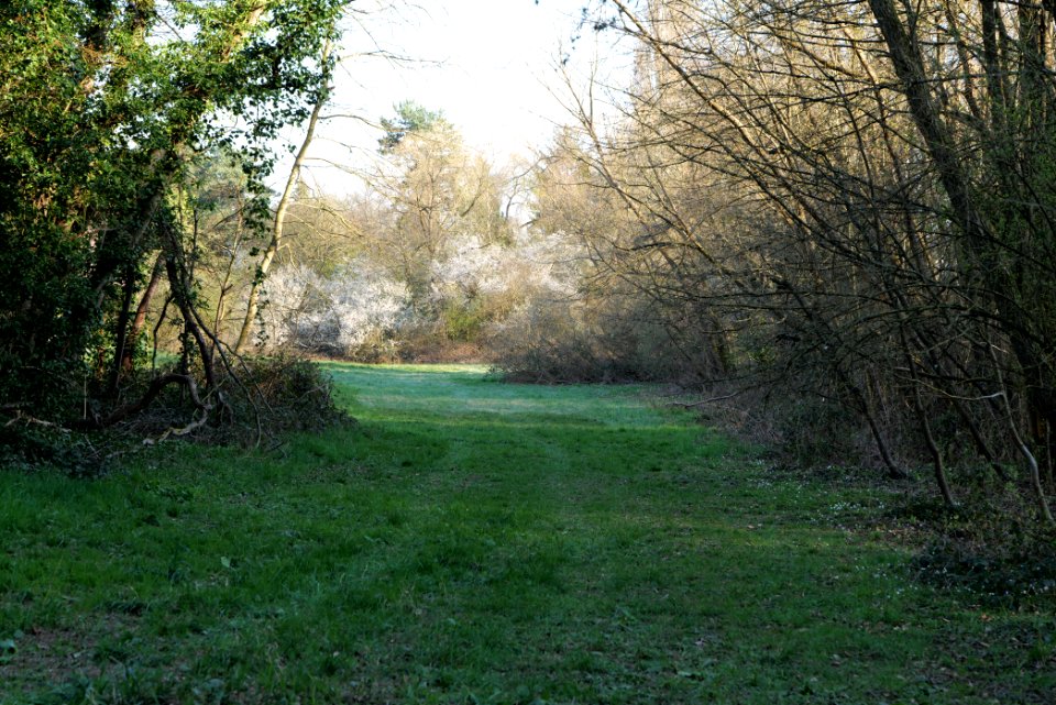 Meadows at Waldwiesenbach Oberhöchstadt 2020-03-25 22