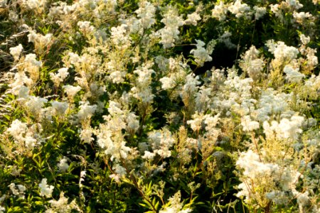 Meadowsweet in Öhed 2