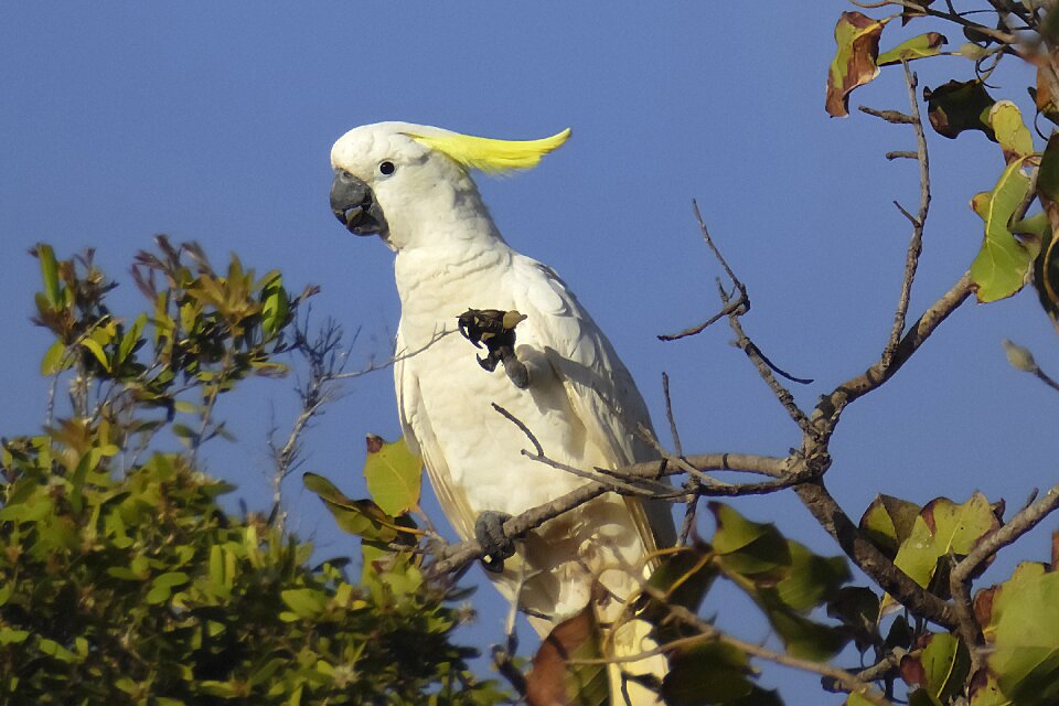 Sulpher crested cockatoo 2