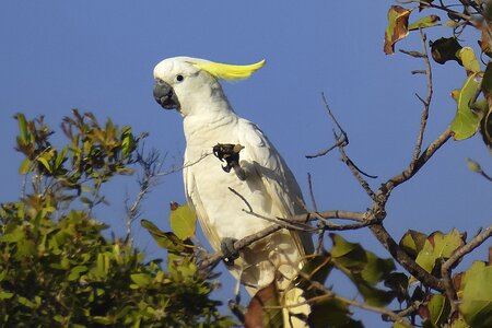 Sulpher crested cockatoo 2