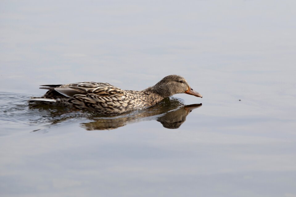 Wildlife water swimming
