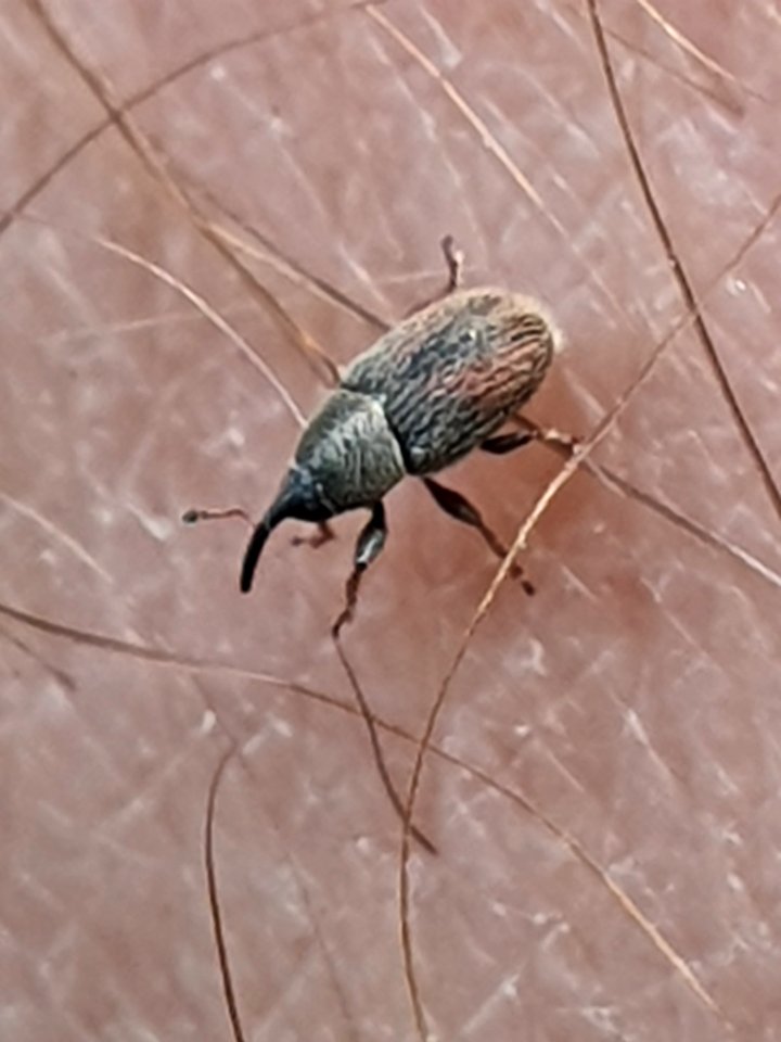 Mecinus pascuorum 56779860