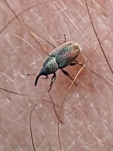 Mecinus pascuorum 56779860
