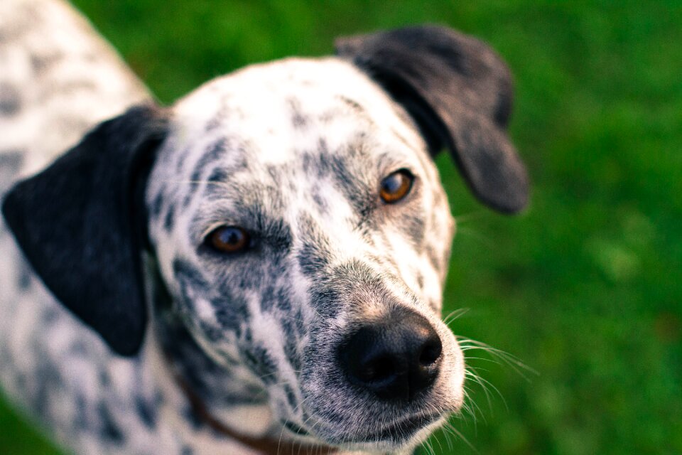Dalmatian black ears brown eyes