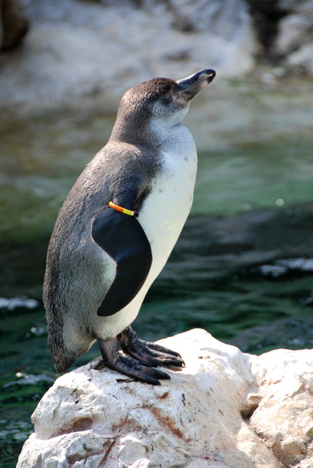 Penguin diving bird zoo