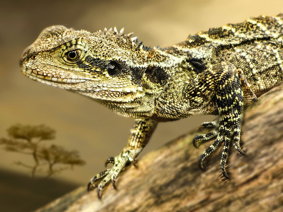 Dragon lizard brown dragon