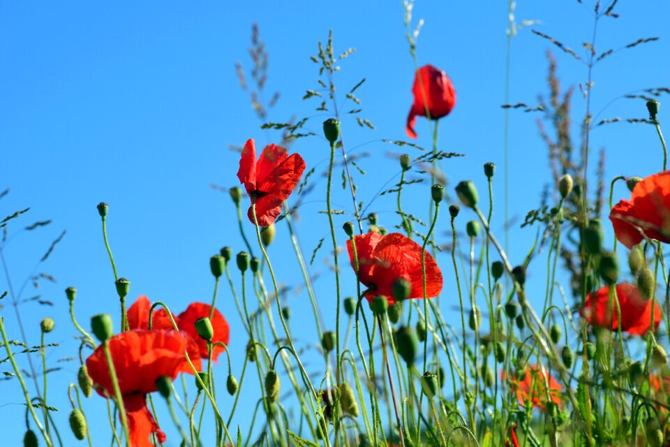 Red field of poppies poppy capsule