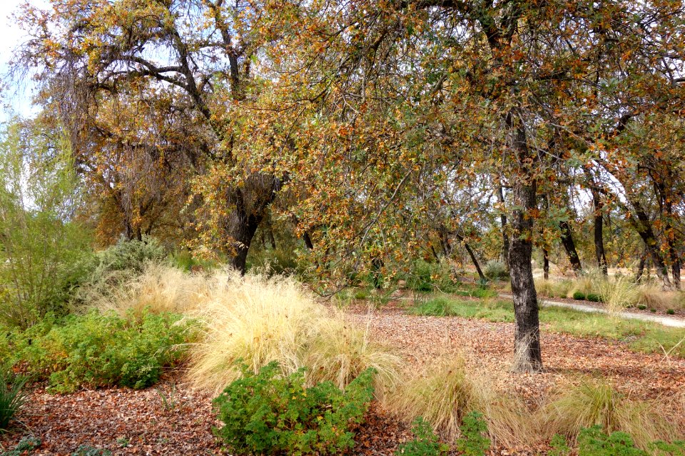 McConnell Arboretum & Botanical Gardens - Redding, California - DSC03004