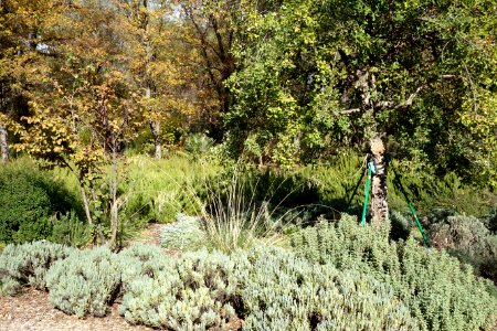 McConnell Arboretum & Botanical Gardens - Redding, California - DSC03015