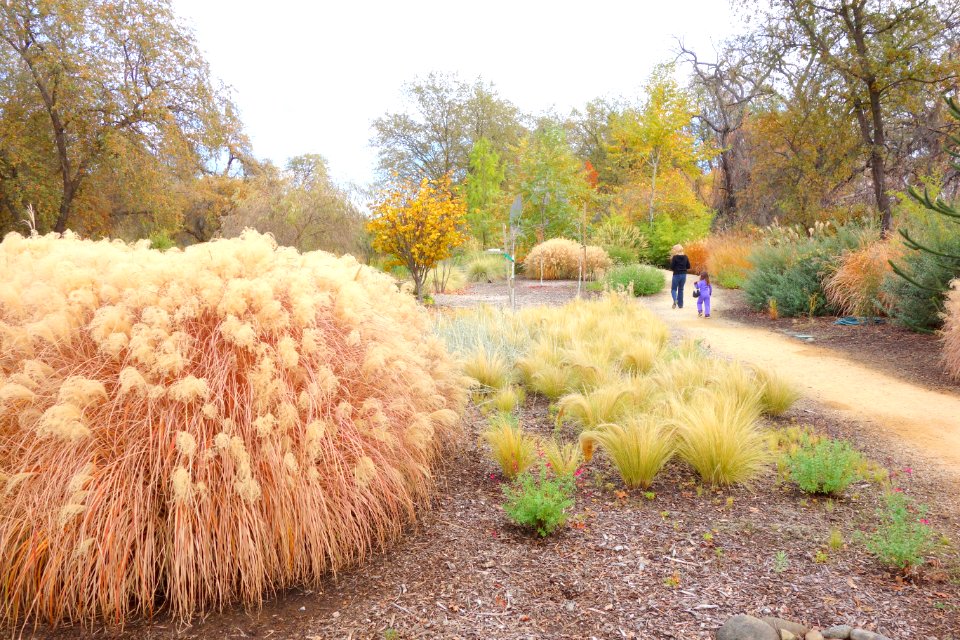 McConnell Arboretum & Botanical Gardens - DSC02963