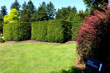 Maze - VanDusen Botanical Garden - Vancouver, BC - DSC07032