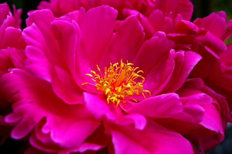 Bloom pink open flower