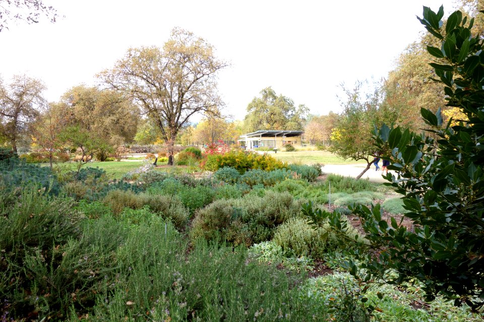 McConnell Arboretum & Botanical Gardens - Redding, California - DSC02940