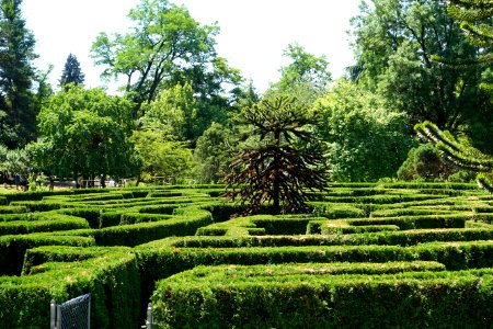 Maze - VanDusen Botanical Garden - Vancouver, BC - DSC07044