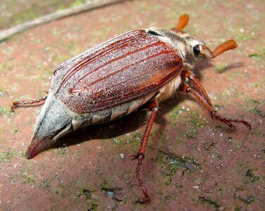 Maikäfer beetle may