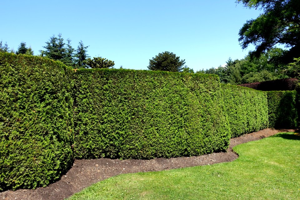 Maze - VanDusen Botanical Garden - Vancouver, BC - DSC07031