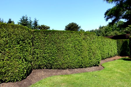 Maze - VanDusen Botanical Garden - Vancouver, BC - DSC07031