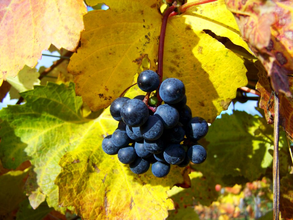 Red grapes ripe fruit autumn