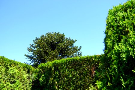 Maze - VanDusen Botanical Garden - Vancouver, BC - DSC07034