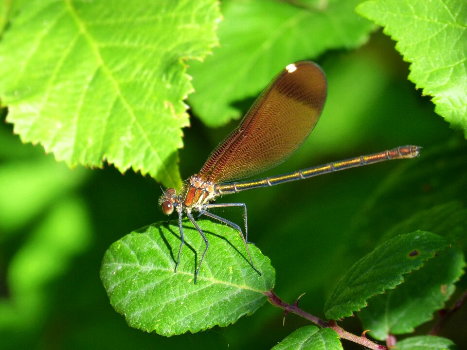 Calopteryx haemorrhoidalis beauty iridescent