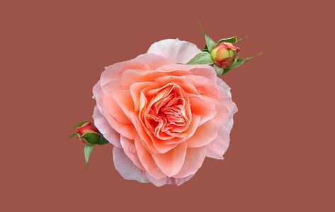 Background isolated pale