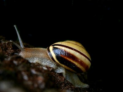 Snail shell close up photo