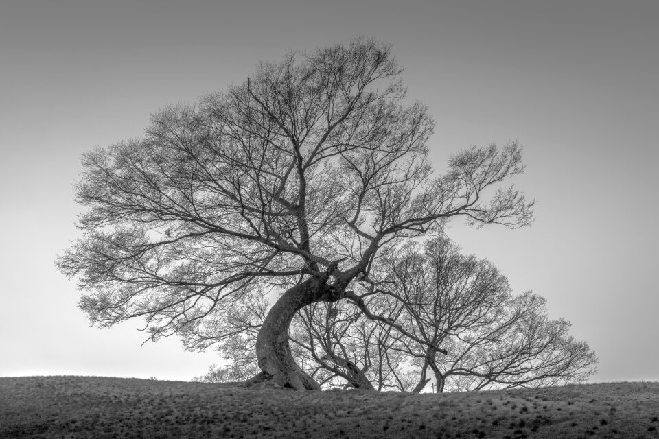 Nature curve twig