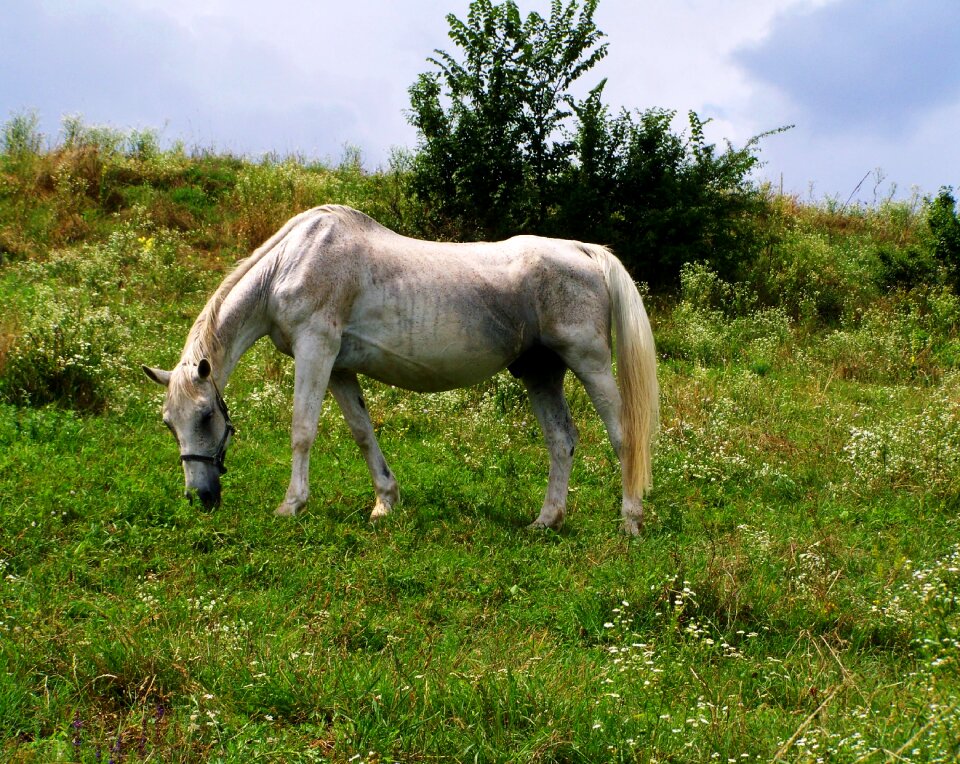 Horse hoofed animals grazing animals