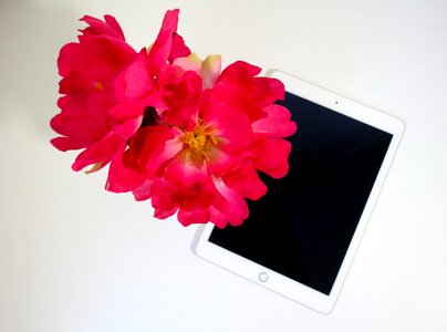 Pink flowers productivity simple