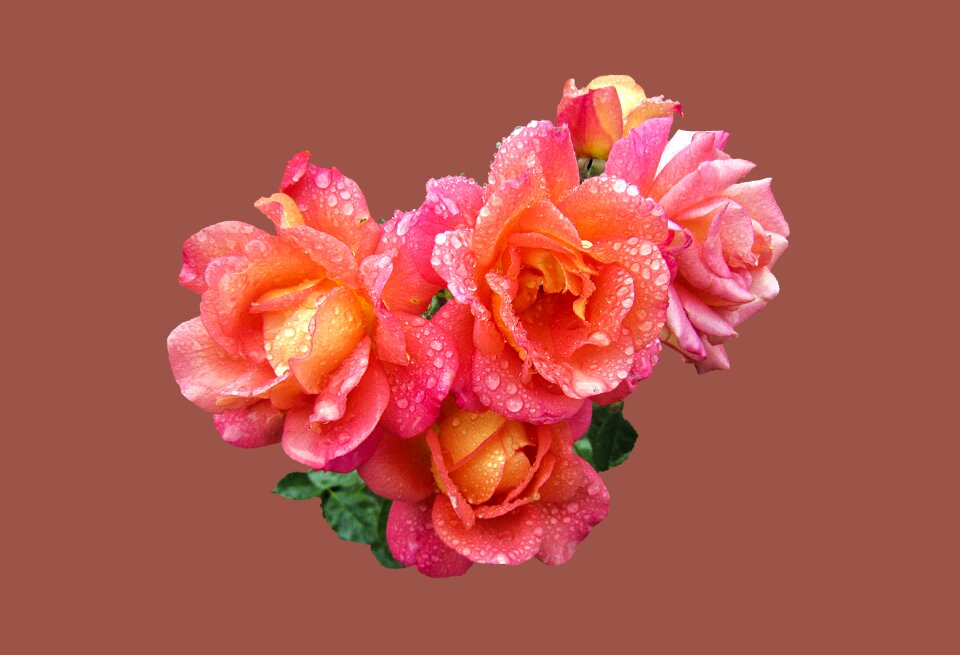 Background isolated pink