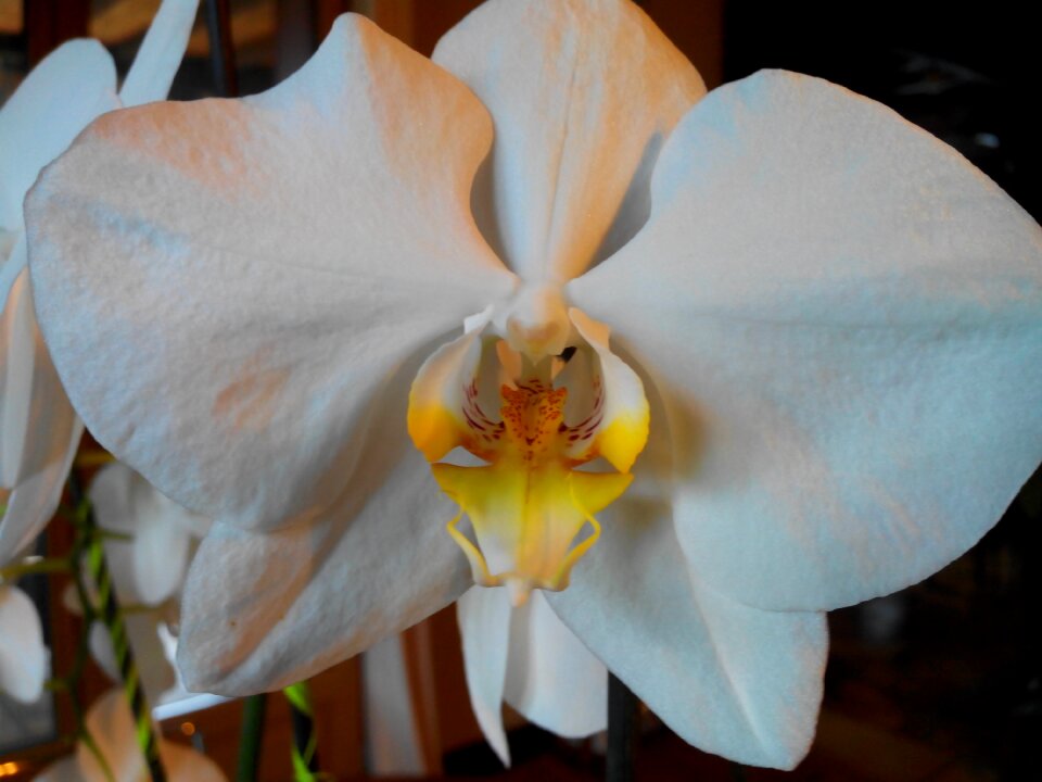 Flower orchid white