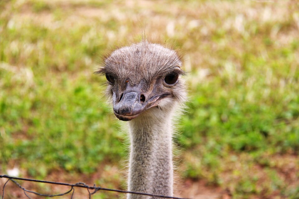 Ostrich bird animals