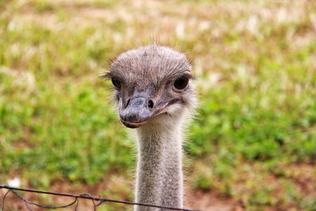 Ostrich bird animals