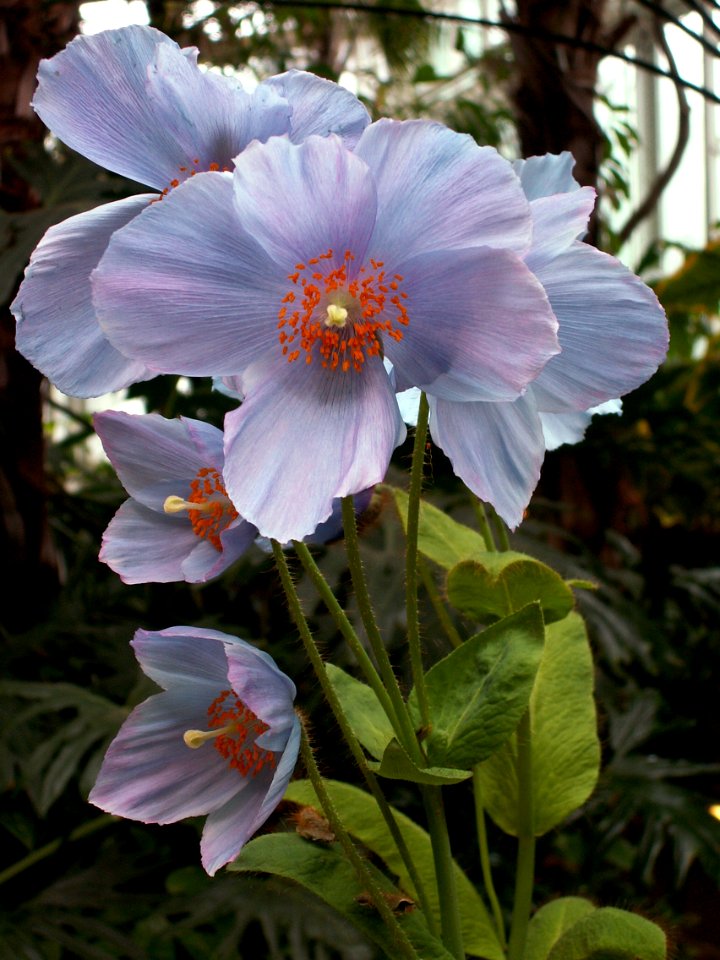 Meconopsis “Lingholm,” Phipps Conservatory, 2015-03-25, 01